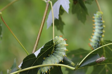 Vibrant caterpillar on leafy branch