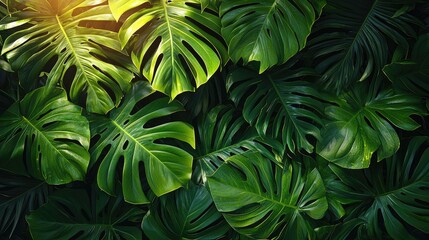 Lush green monstera leaves overlapping in a vibrant tropical setting with sunlight filtering through