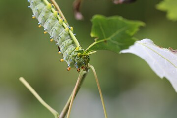 Colorful Caterpillar on Leaf