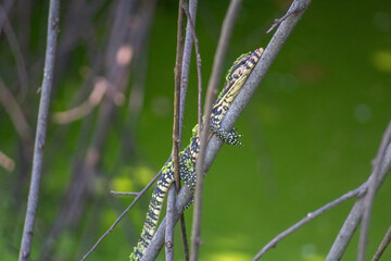photo of a monitor lizard perched on a tree branch above the swamp
