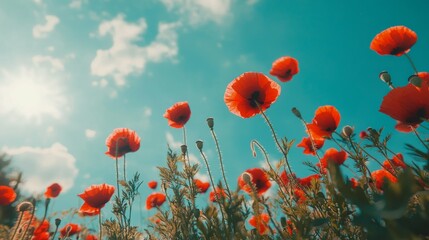Obraz premium Vibrant Red Poppies Against a Bright Blue Sky with Fluffy Clouds