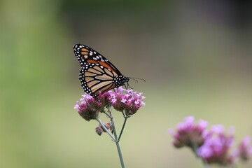 Monarch butterfly on pink flowers