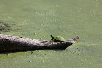 Turtle on a log in a pond with algae and duckweed.