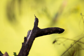 photo of a burnt tree trunk in a swamp full of green moss