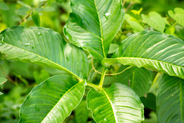 Obraz premium photo of green leaves of various types