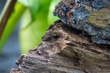 old tree trunk that was cut down by force
