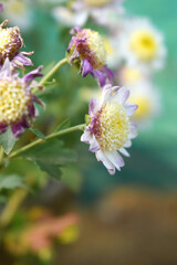 Beautiful white chrysanthemum flowers closeup in the winter garden, Closeup of Chrysanthemum flower, Field of the white Chrysanthemum, Beautiful white flower blooming in nature.