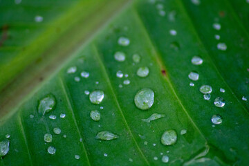 photo of banana tree leaves with morning dew