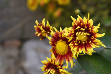 Beautiful Yellow red chrysanthemum flowers closeup in the winter garden, Closeup of Chrysanthemum flower, Field of the Yellow red Chrysanthemum, Beautiful Yellow red flower blooming in nature.