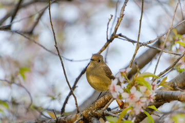 桜の枝に佇むジョウビタキの姿