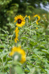 夏の日差しに映えるひまわりの花