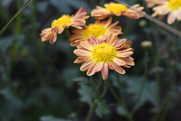 Beautiful Yellow Orange chrysanthemum flowers closeup in the winter garden, Closeup of Chrysanthemum flower, Field of the Yellow Orange Chrysanthemum, Beautiful Yellow Orange flower blooming in nature