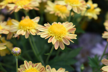 Beautiful Yellow Orange chrysanthemum flowers closeup in the winter garden, Closeup of Chrysanthemum flower, Field of the Yellow Orange Chrysanthemum, Beautiful Yellow Orange flower blooming in nature
