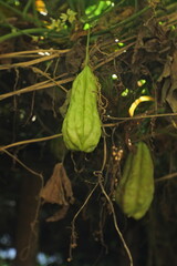 chayote plants on the tree