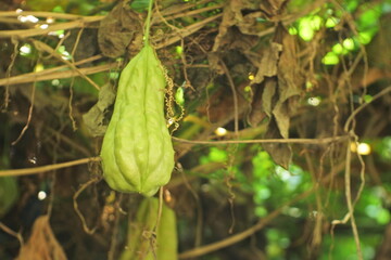 chayote plants on the tree