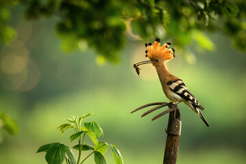 Eurasian hoopoe bird in early morning light ( Upupa epops )