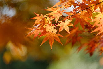 秋に色づく紅葉の葉