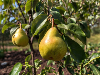 pears on the tree