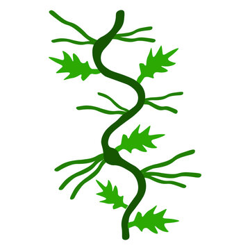 Adventitious Roots