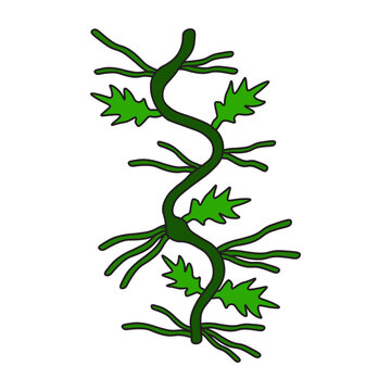 Adventitious Roots