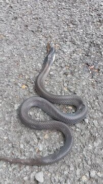 dead snake on the asphalt