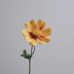 yellow gerber daisy isolated on white background Generative AI