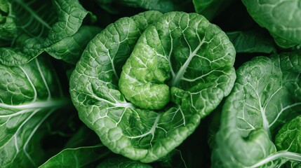 Obraz premium Fresh green tatsoi leaves growing in a vegetable garden under natural daylight.
