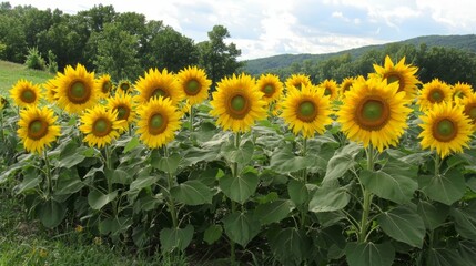 Obraz premium Bright Sunflower Field Under Clear Blue Sky in Rural Landscape