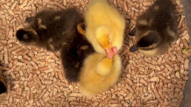 top view baby ducklings cuddled together under light 