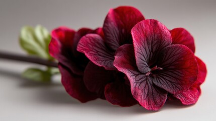 Dark red geranium, studio shot, neutral background, floral design