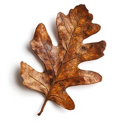 Fototapeta premium Autumn oak leaf isolated on white background. Clipping path included
