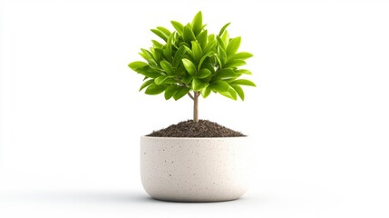 Obraz premium Small decorative potted tree with lush green leaves against a white background. Generative AI