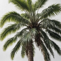 Fototapeta premium A tropical palm tree with long, curved fronds on a pure white background.