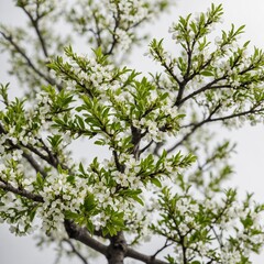A bright spring tree with tiny flower buds and fresh green leaves on a pure white background.