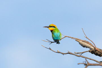 A beautifully colored rainbow bee-eater perched on a branch looking around alertly for flying insects which it snatches in the air and this bird is at Hastings Point in New South Wales, Australia.