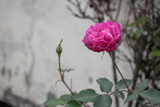 A close-up shot of a vibrant pink rose in full bloom, framed by its delicate green leaves and a background of blurred, muted tones. The contrast highlights the rose's intricate petals.
