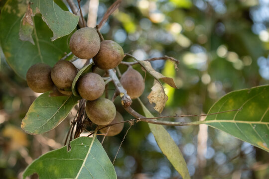 A close-up view of the Baheda tree showcasing its round, nut-like fruits and broad green leaves. Baheda, also know as Bibhitaki, is a medicinal tree widely recognized in Ayurvedic practices.