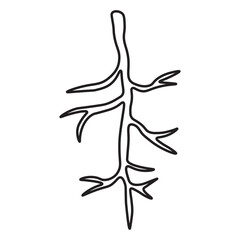Taproot line icon