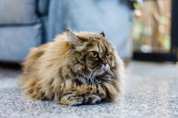 A side profile of a Persian cat, highlighting its fluffy cheeks and elegant features.
