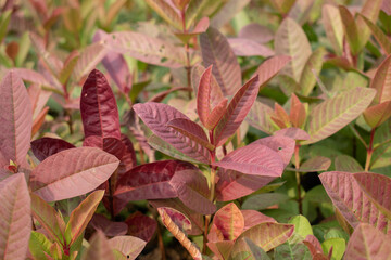 Close-up of vibrant guava plant leaves displaying a mix of reddish and green hues. The leaves texture and veins are prominently visible, highlighting the plant's natural beauty and health.