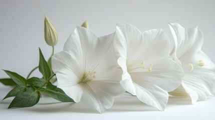 Obraz premium Beautiful white flowers with green leaves isolated on white background. Generative AI