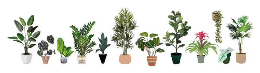 Indoor plants vector illustrations set. Realistic house plants in hand made pots. Exotic flowers with stems and leaves. Ficus, bromeliad, alocasia, palms isolated botanical design on white background.