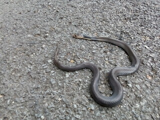 a snake died on the road