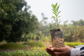 A pair of hands gently holding a sapling in a biodegradable bag, symbolizing care for nature and...