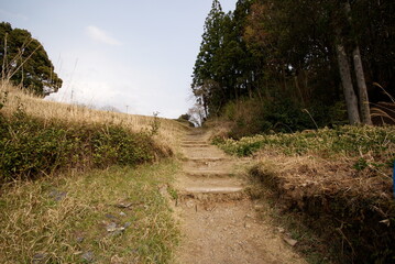 林の中を抜ける木の階段