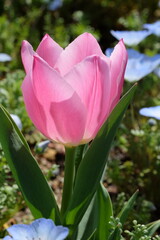 Fototapeta premium Delicate Pink Tulip: A single, graceful pink tulip blooms in the sunshine, its petals unfurling in a captivating display of springtime beauty.