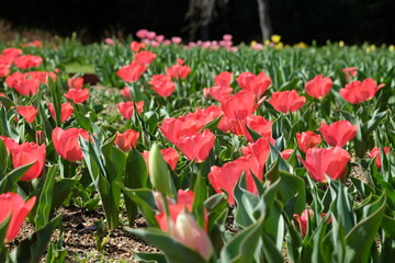 Red Tulip Field: A vibrant field of red tulips in full bloom, their petals unfurling against a backdrop of lush green foliage.  Each tulip boasts a captivating shade of crimson.