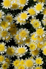 Background material photo of a close-up of an argyranthemum sole mio flower