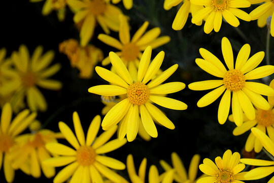 Background material photo of a close-up of a yellow Euryops daisy flower