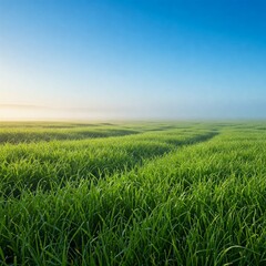 Obraz premium grass ground with sky